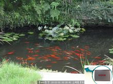 水处理系列、过滤器系列-景观 鱼池 喷泉 花园 锦鲤池水处理器